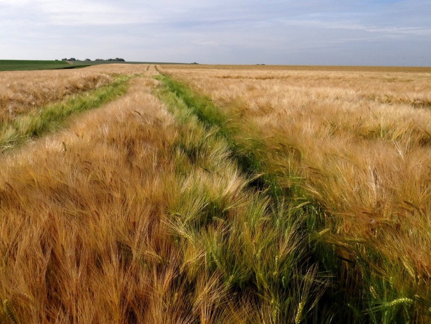 Cereales_Walhain_DSC06863