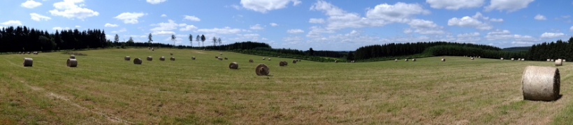 Pré de fauche à Wibrin