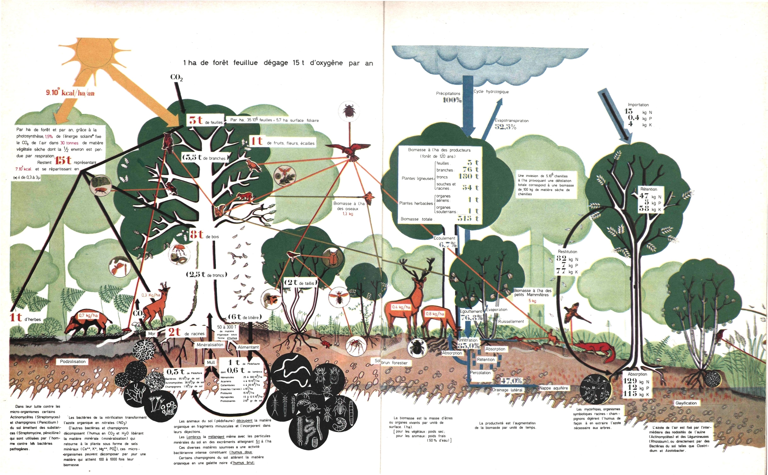 https://services-ecosystemiques.wallonie.be/servlet/Repository/duvigneaud-1980-la-synthese-ecologique-schema-72dpi.jpg?ID=29505