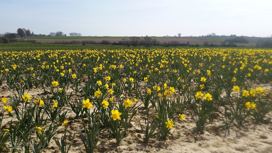 Fleurs coupes  jonquilles  20150410_153222_red