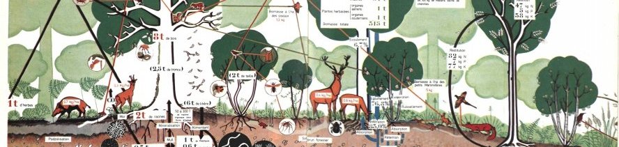 Duvigneaud 1980 la synthese ecologique schema