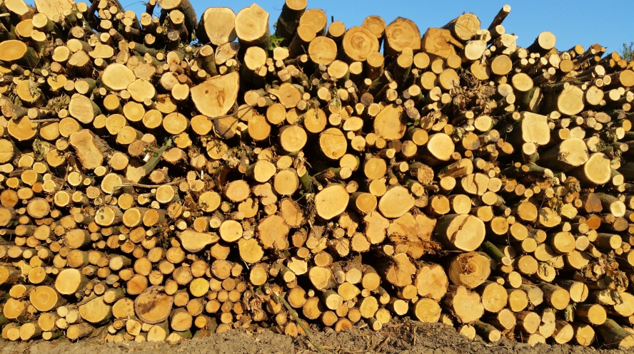 Tas de bois coupe totale à Grez-Doiceau 2014-09-16